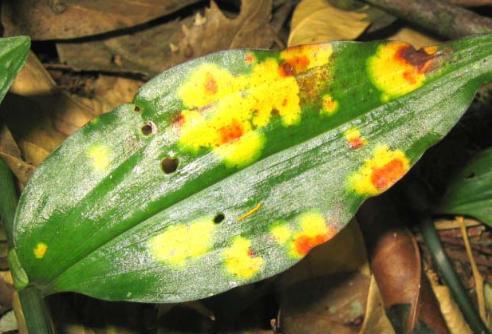 Представитель Семейства Brachybasidiaceae